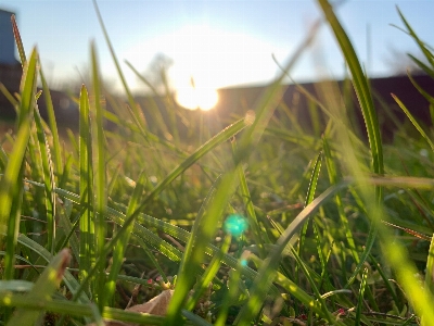 Foto Césped verde sol luz de