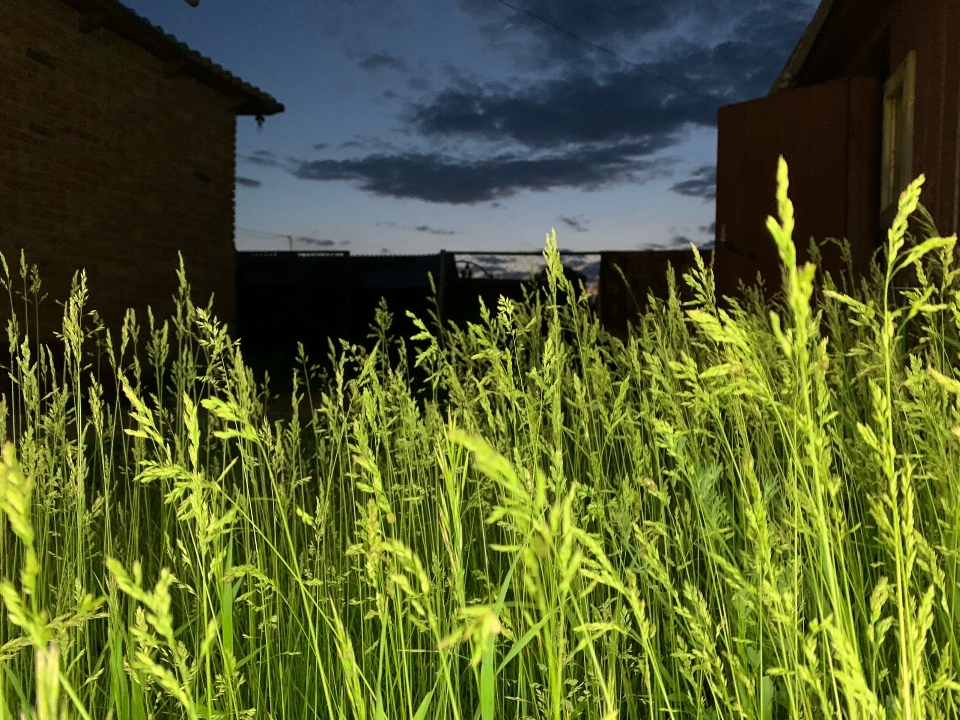 Erba agricoltura lotto di terra
 risaia
