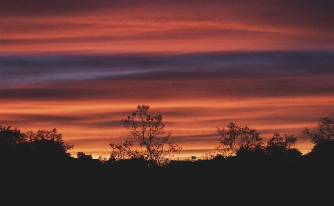 Sunset branch sky cloud Photo