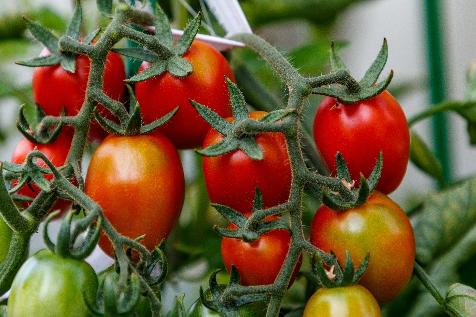 Tomates
 vegetais jardim folhas