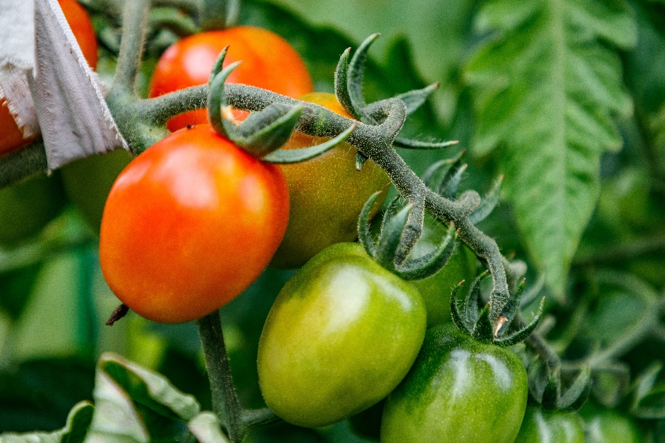 Tomates
 verduras jardín hojas