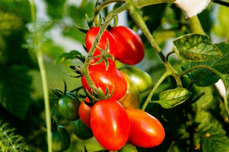 Tomatoes vegetables garden leaves Photo