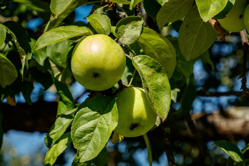 Maçãs folhas fruta verde