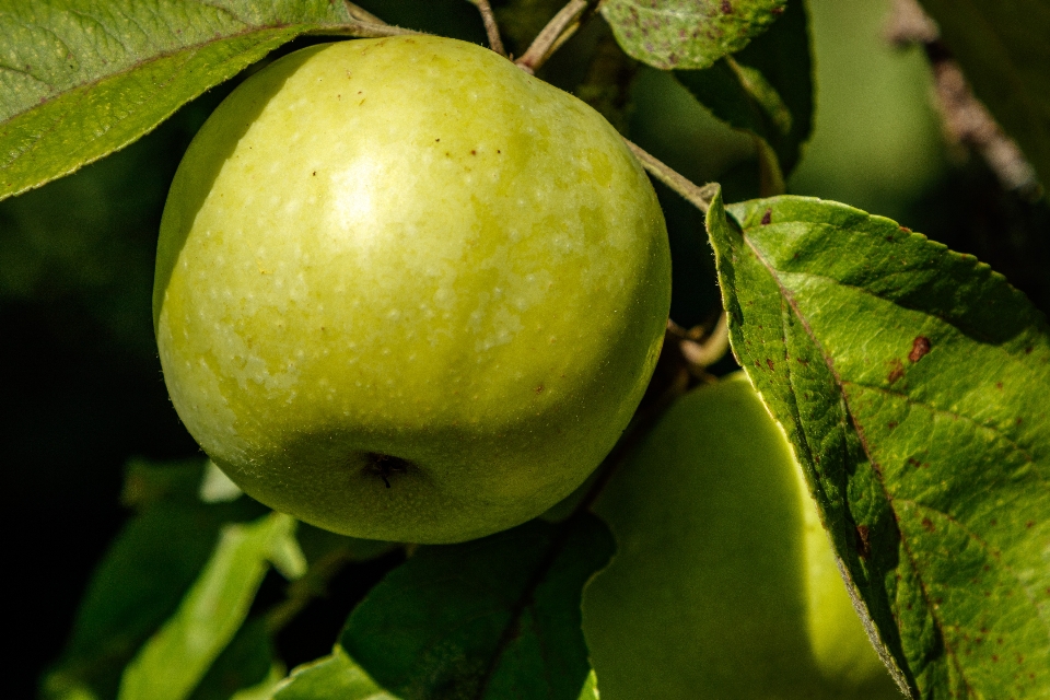 Apel daun-daun buah hijau