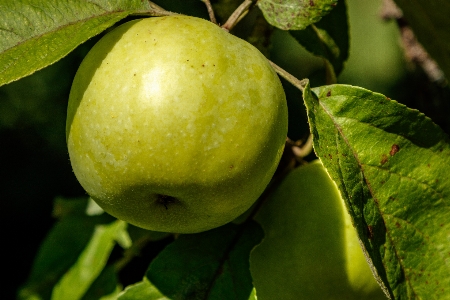 Äpfel blätter frucht grün Foto