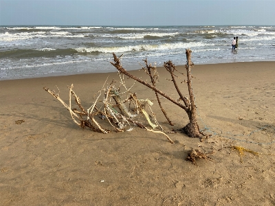 Beach sticks water sea Photo