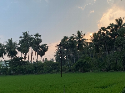 Green lands rice coconut tree Photo