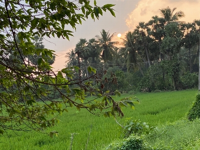 Green lands rice coconut tree Photo