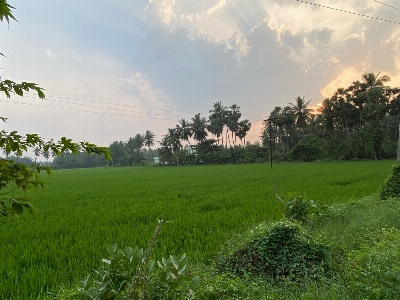 Green lands rice coconut tree Photo