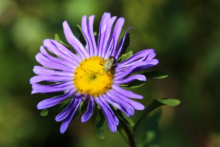 Purple flower petal violet Photo