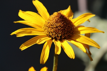 Photo Fleur jaune fond noir
 pétale