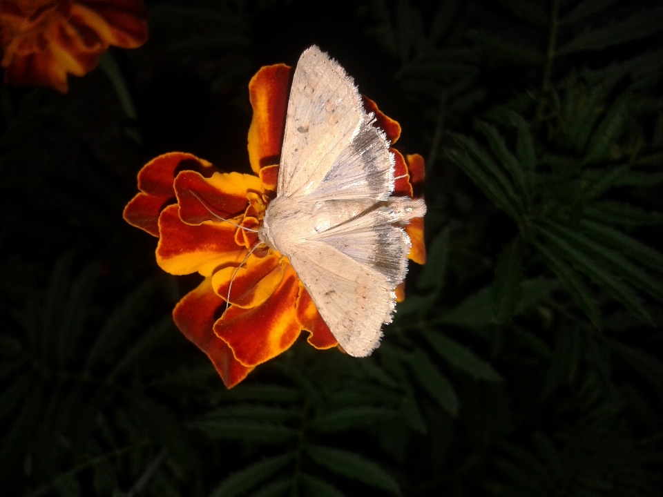 Animais polinizador
 borboleta inseto