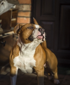 Foto Cane carnivoro di razza
 muso
