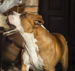 犬 犬種
 茶色 肉食動物 写真