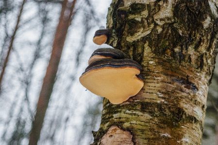 Bild holz holzige pflanze
 landpflanze
 Foto