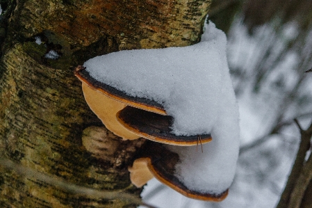 Photo Image hiver gelé dent