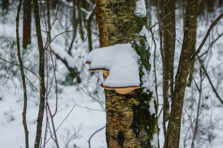 Bild zweig winter einfrieren Foto