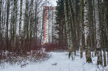 Bild zweig natürlichen umgebung
 winter Foto