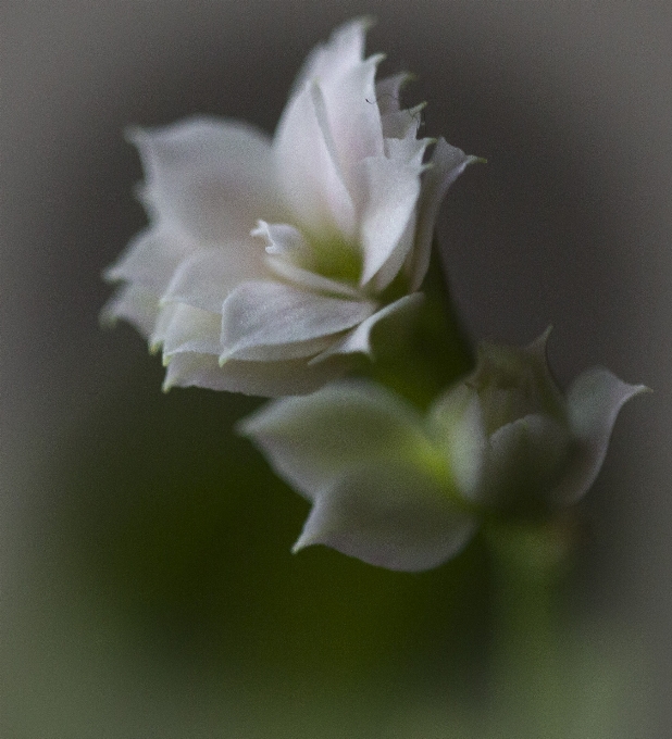 Flower white beautiful petal