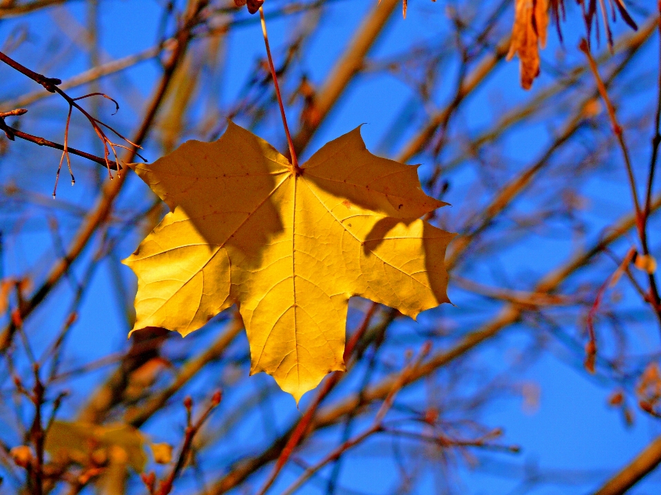 Autumn leaf maple nature