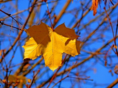 Autumn leaf maple nature Photo