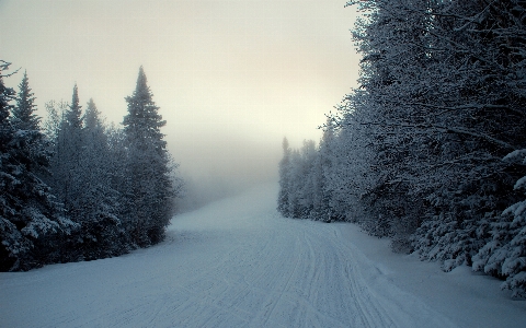 Winter snow landscape forest Photo