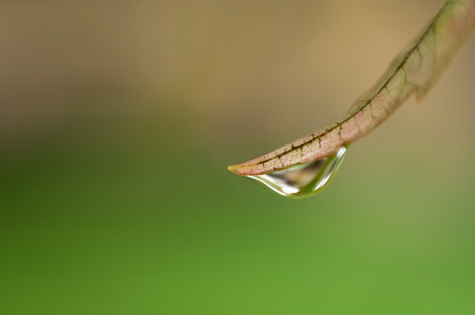 Flüssig natur grün tropfen