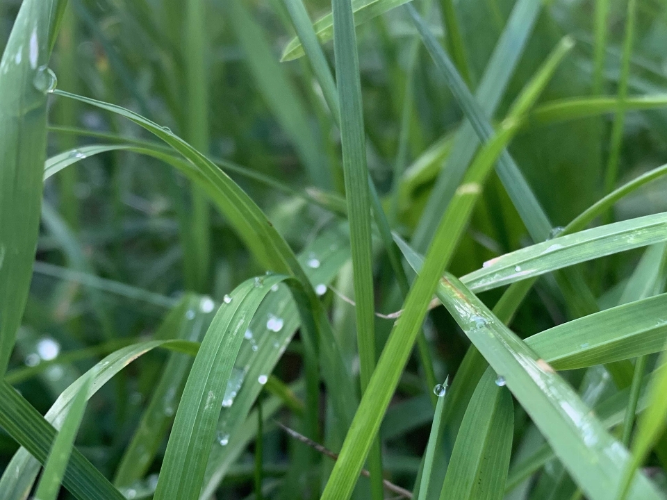 Grass liquid green drop