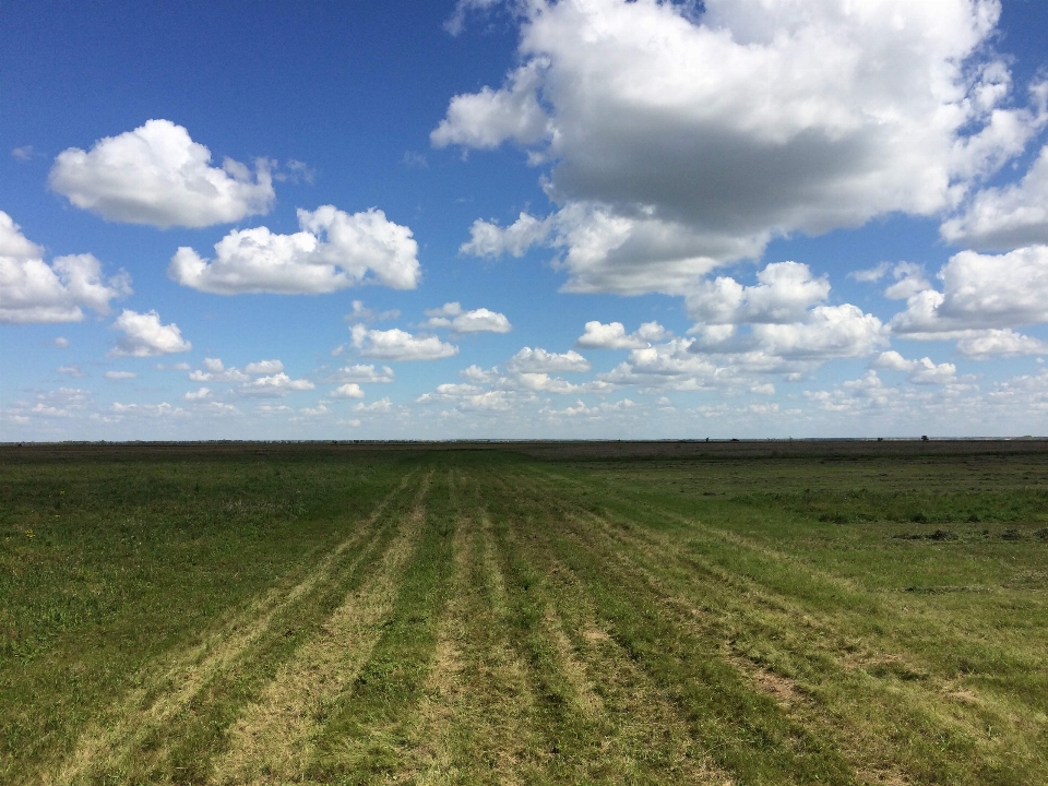 Pole trawa dzień środowisko naturalne
