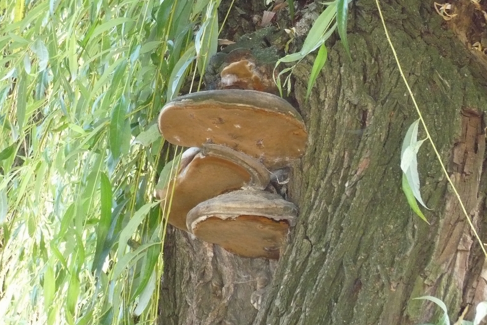 Tree trunk green brown