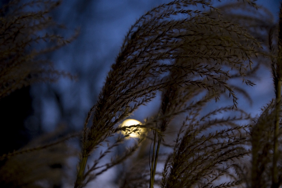 Beautiful branch twig sunlight