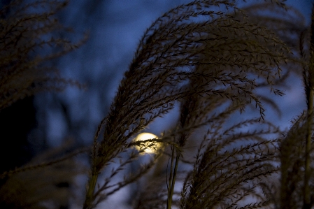 Beautiful branch twig sunlight Photo