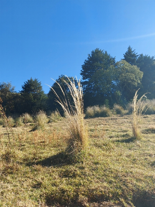 Natural vegetation grass landscape