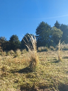 Natural vegetation grass landscape Photo