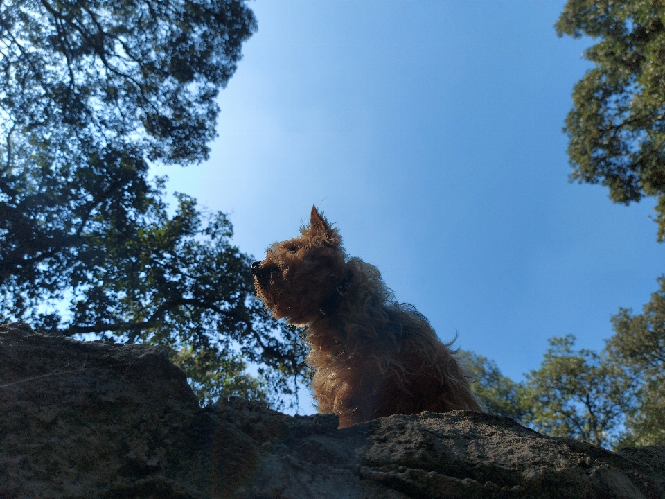 Natural rama carnívoro perro