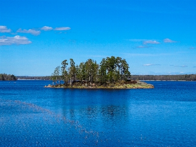 Vyborg monrepo island trees Photo