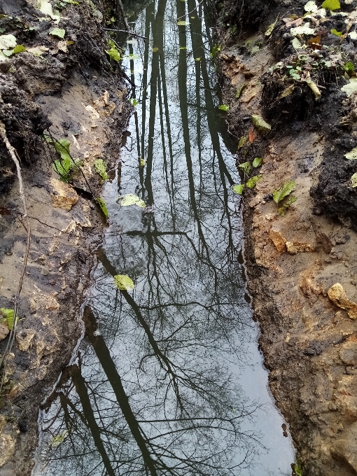 Natureza curso de água
 canal algas