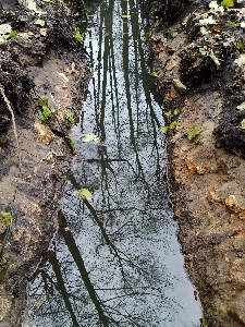 Nature watercourse channel algae Photo