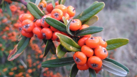 Foto Frutta
 produrre adattamento albero da