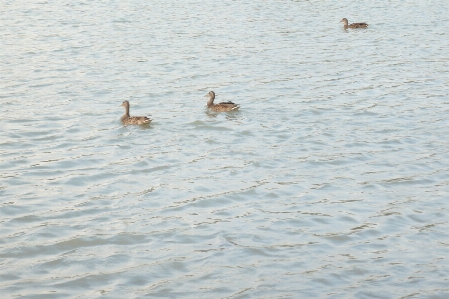 川 海 湖 水 写真