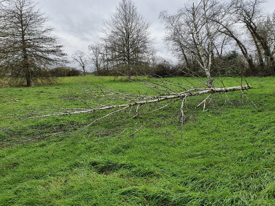 Tree trees lying dead