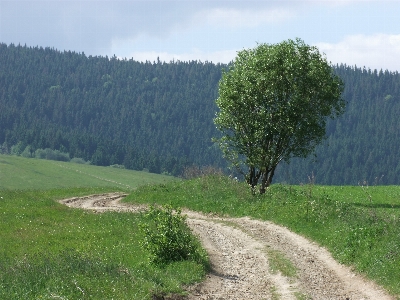 Way tree meadow countryside Photo