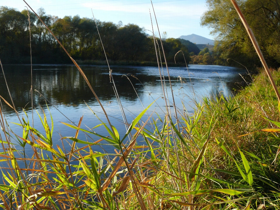 Río naturaleza agua ardilla
