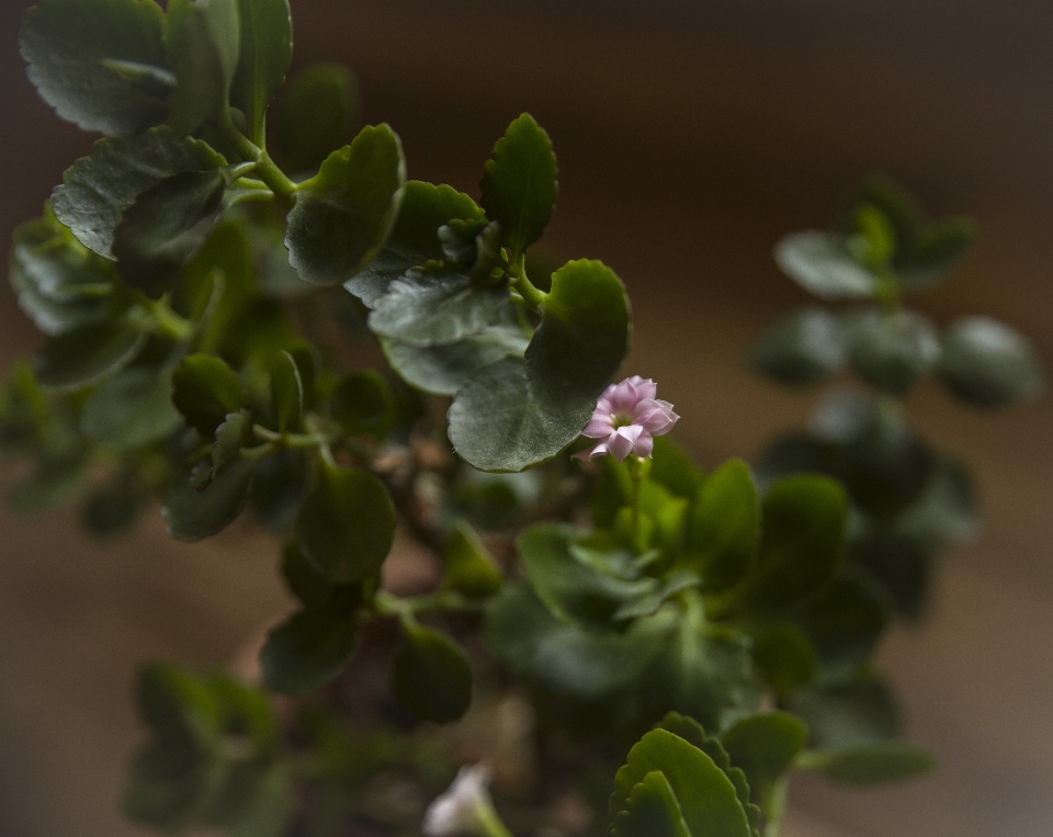 花 葉 つぼみ 開花植物
