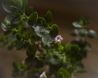 Flower leaf bud flowering plant Photo