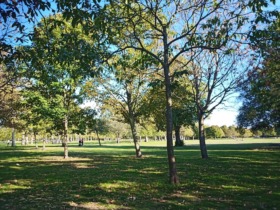 Parc nature herbe bifurquer