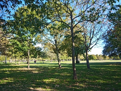 Park nature grass branch Photo