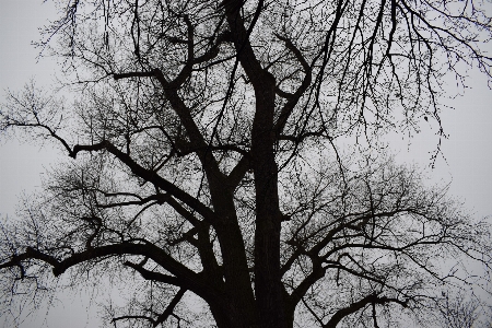 Foto Stockholm
 pohon museum vasa
 eropa