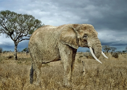 Foto Hewan gajah dan mamut
 pemandangan alam
