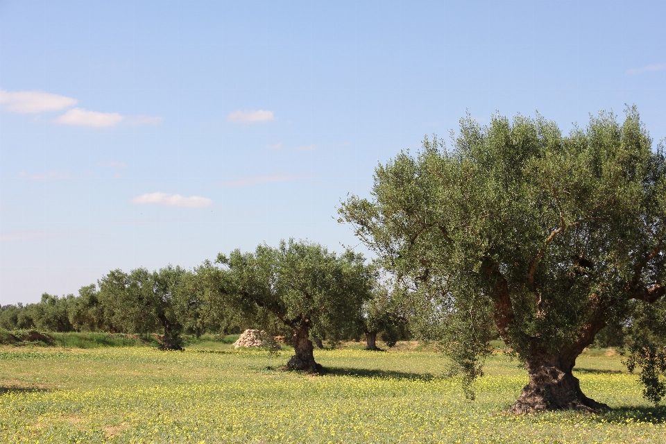 Landscape tree nature forest